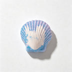 CouldNook Seashell Bath Bomb Set - Colorful Ocean Shapes