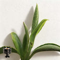 Tieguanyin
