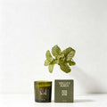 Mint Leaf