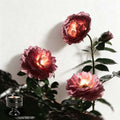Blackberry Rose & Oud