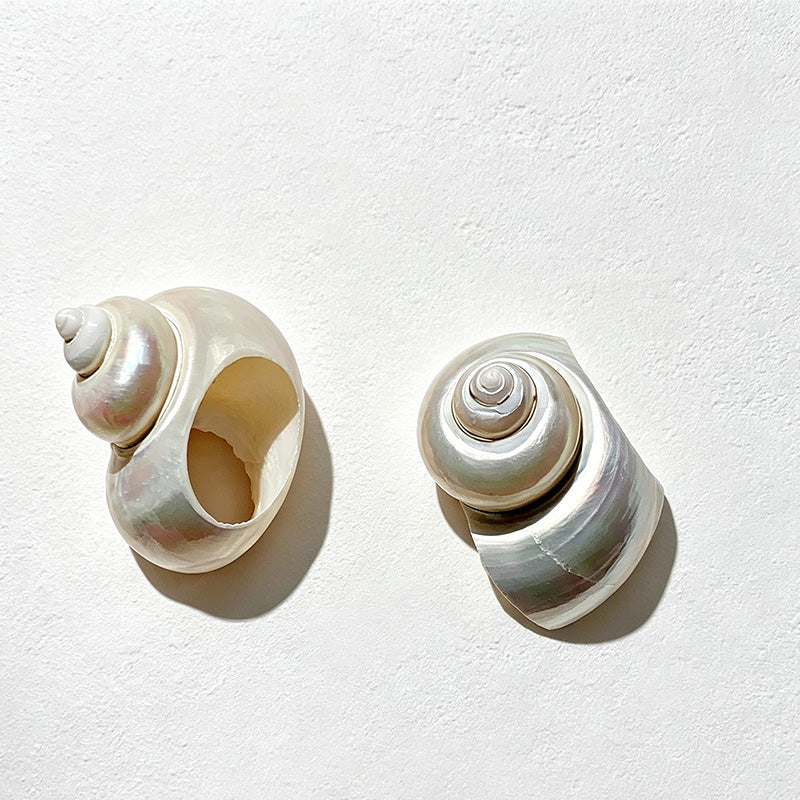 CouldNook Artisan-crafted Shell Napkin Ring - Aesthetic Ocean Dining Accent