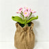 Pink Forget-me-not