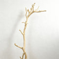Nature Branch