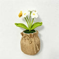 White Forget-me-not