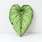 CouldNook Tropical Leaf Coaster - Shaped Edges And Colorful Vein Patterns