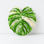 CouldNook Tropical Leaf Coaster - Shaped Edges And Colorful Vein Patterns