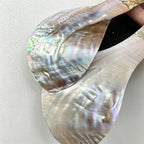 CouldNook Polished Shell Serving Spoon - Colorful Visual Finish