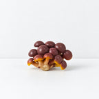 CouldNook Realistic Mushroom Magnet - Sculpted Woodland Forms Accent