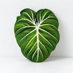 CouldNook Tropical Leaf Coaster - Shaped Edges And Colorful Vein Patterns