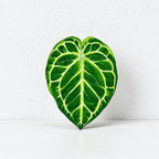 CouldNook Tropical Leaf Coaster - Shaped Edges And Colorful Vein Patterns