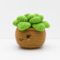 Succulent Pot