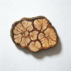 CouldNook Natural Wood Slice Coaster - Irregular Size Selection