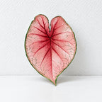 CouldNook Tropical Leaf Coaster - Shaped Edges And Colorful Vein Patterns