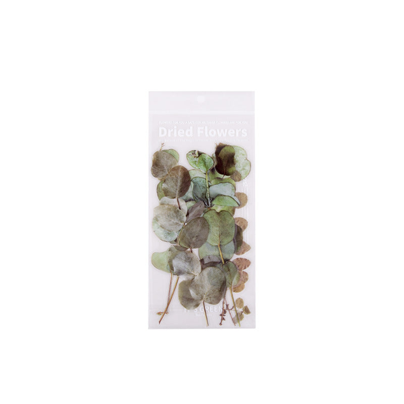 CouldNook Botanical PET Stickers - Dried Flower Look And Transparent Surrounds