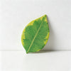 Emerald Green / One Size
