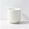 Gardenia Oolong / One Size